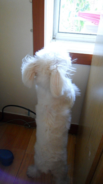 우짜꼬 이미지