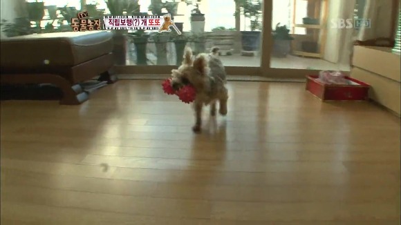 [동물농장] 지팡이 짚고 걷는 심봉사 개 또또라오 | 인스티즈