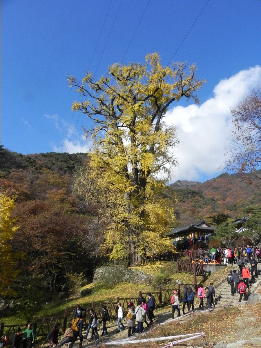 용문사 이미지