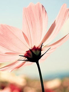 이뿜 이미지