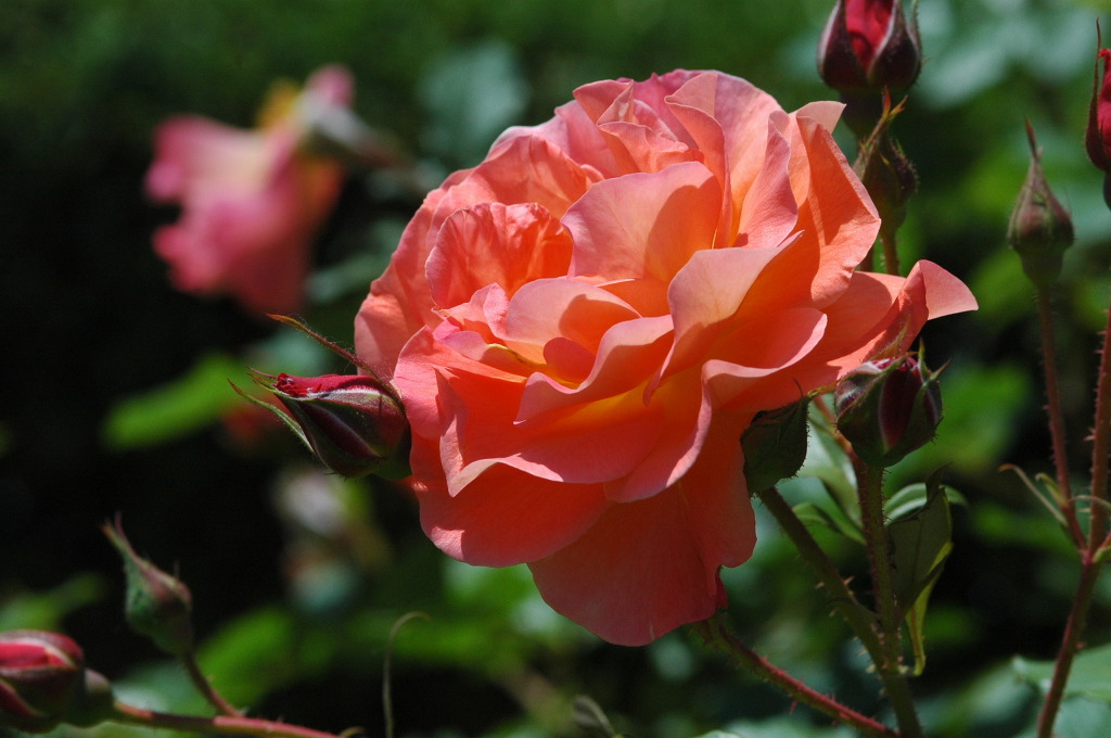 장미한복 이미지