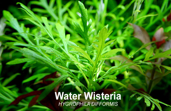 워터(water) 이미지
