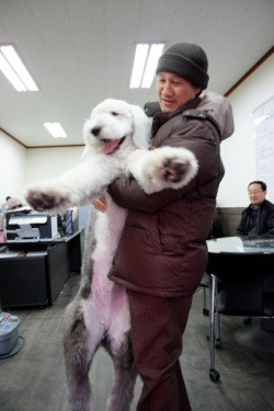 왕초네 이미지