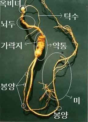 영초산삼 이미지