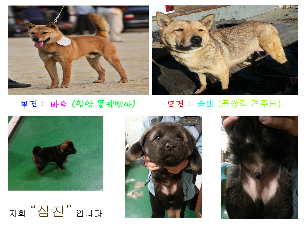 바우 이미지