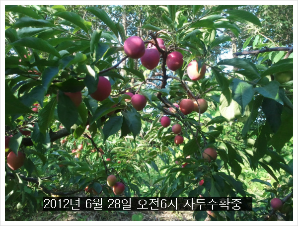 우정농원 이미지