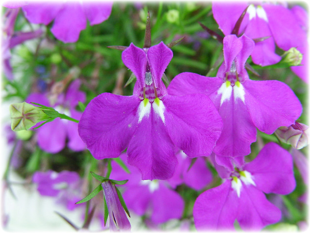 로벨리아(lobelia) 이미지