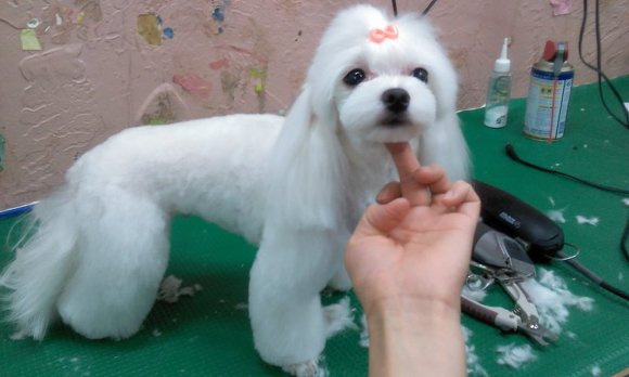 샵춘자 이미지