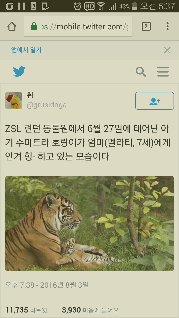 아기 수마트라 호랑이가 엄마(멜라티,7세)에게 안겨 힝- | 인스티즈