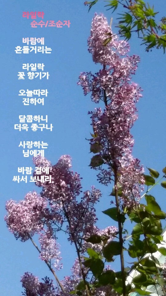 라일락 이미지