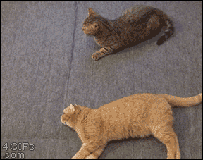 괴롭힘당하는 친구를 도와주는 고양이.GIF | 인스티즈