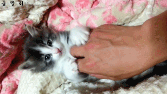 아깽이.gif | 인스티즈