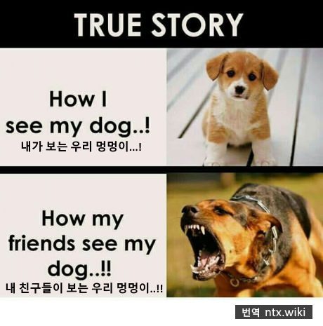 내가보는 강아지 남이보는 강아지 | 인스티즈