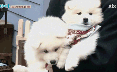 [마리와나] 진심 인형인줄 알았던 사모예드 4남매.gif | 인스티즈