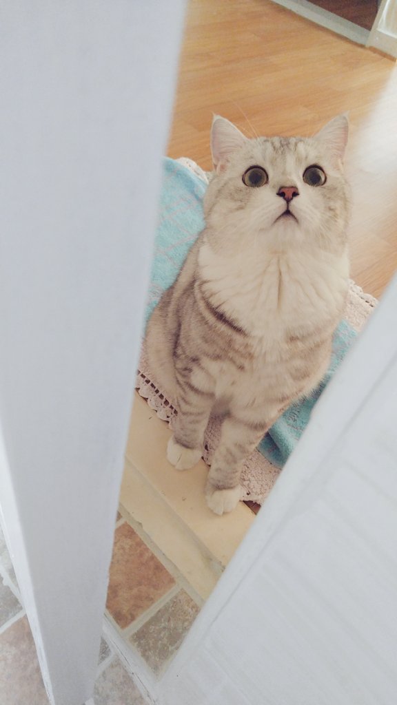 집사 걱정하는 고양이 | 인스티즈