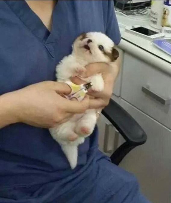 개와 고양이의 차이 | 인스티즈