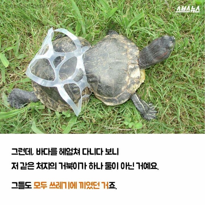 저는 땅콩 거북이 입니다 | 인스티즈