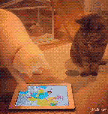 괜히 쳐맞는 고양이.gif | 인스티즈
