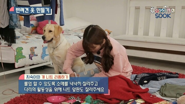 강아지 옷 만드는 지숙.jpg | 인스티즈