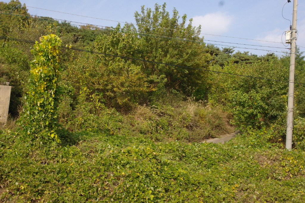 삼화리 이미지