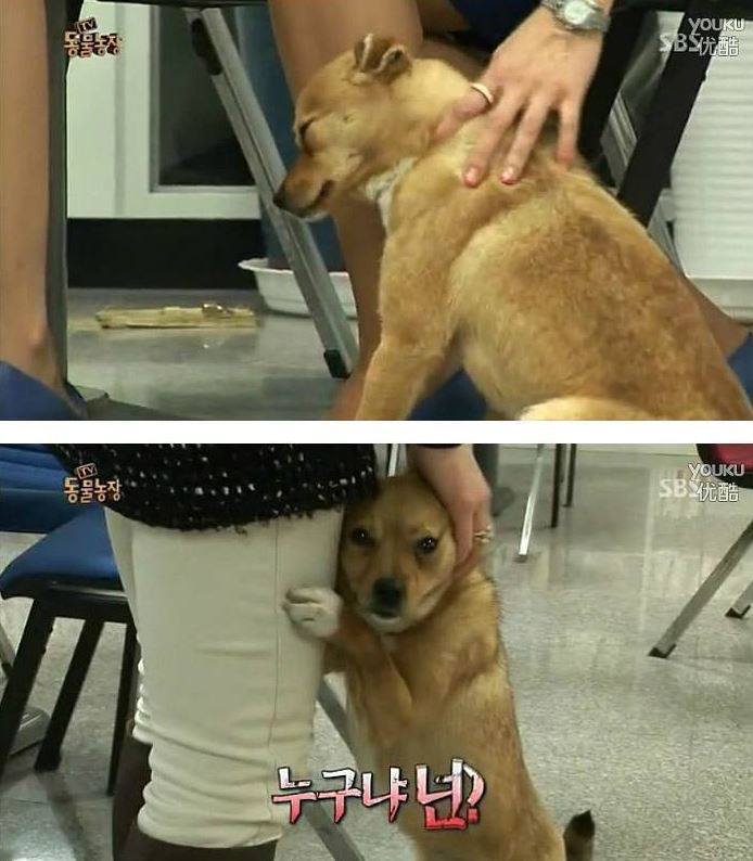 여자만 좋아하는 강아지 | 인스티즈