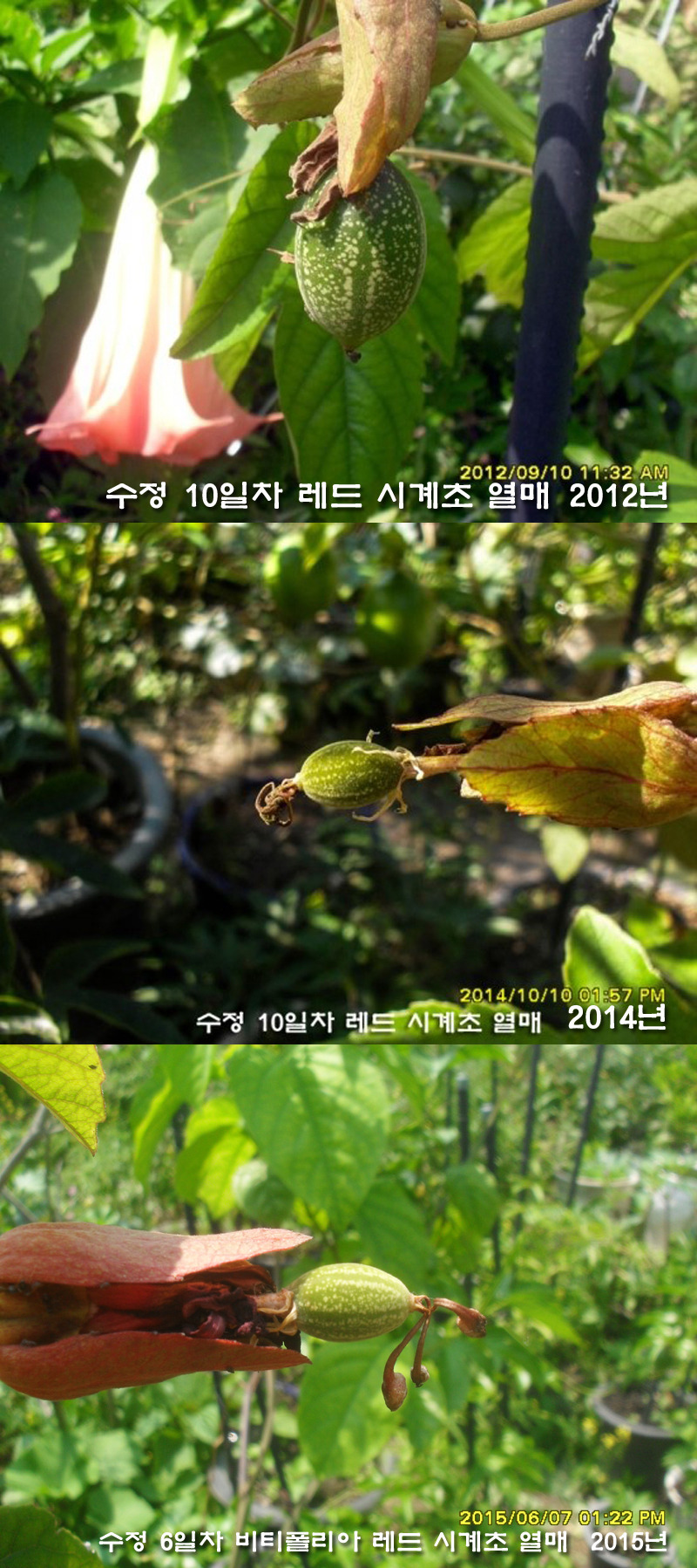 수정열매 이미지