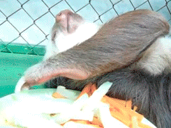 먹다가 잠에 드는 나무늘보.gif | 인스티즈
