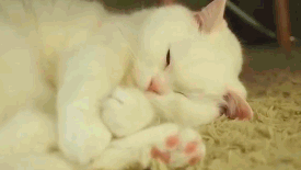 [움짤] 귀여운 고양이 .gif | 인스티즈