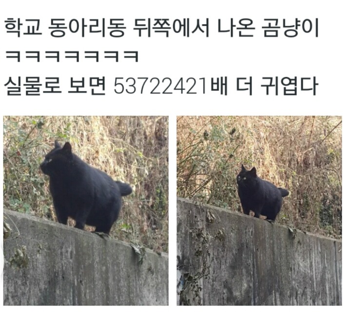 대학의 흔한 길고양이 | 인스티즈
