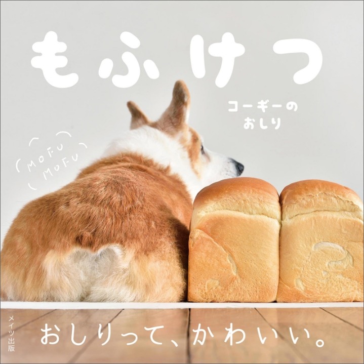 일본의 코기 엉덩이 사진집...jpg | 인스티즈