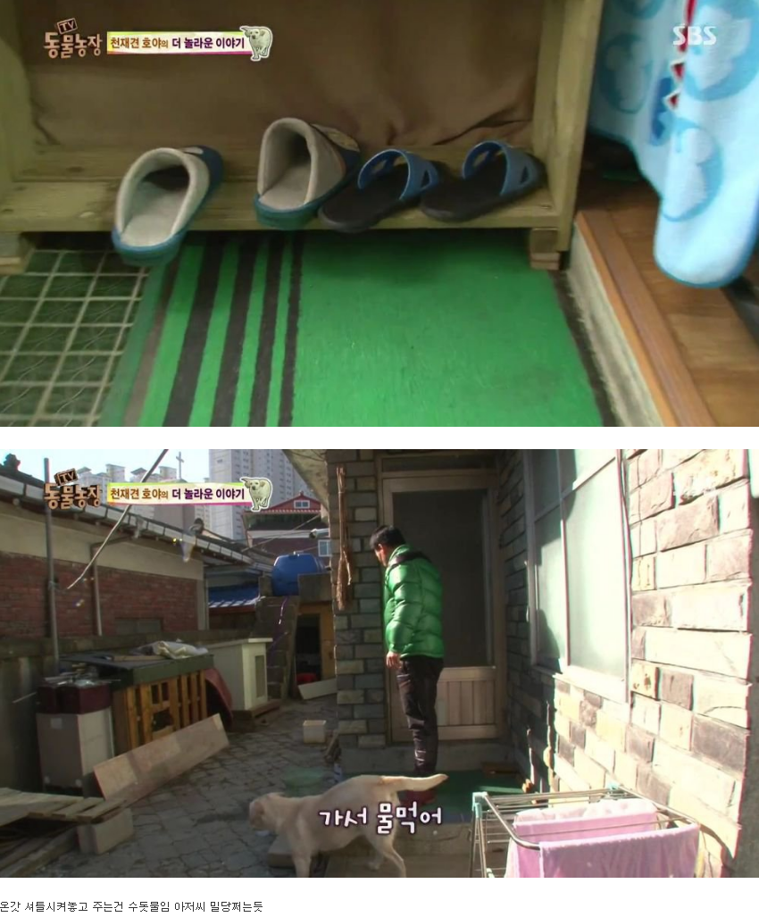 동물농장 완전 똑똑한 멍멍이 | 인스티즈