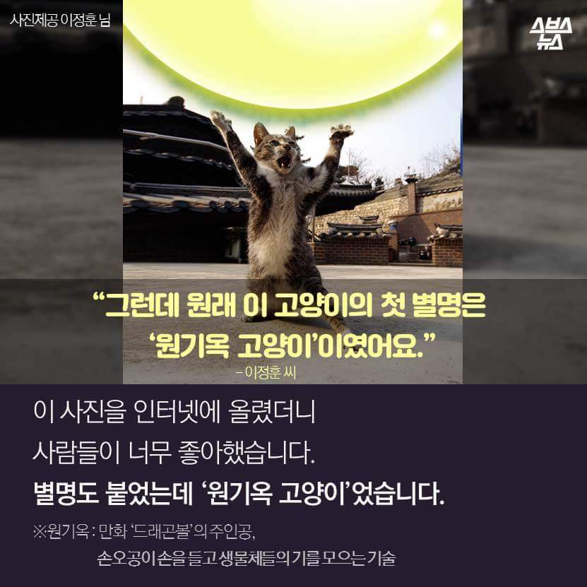 지구촌 짤 '냐옹이 썬더'의 비밀 | 인스티즈