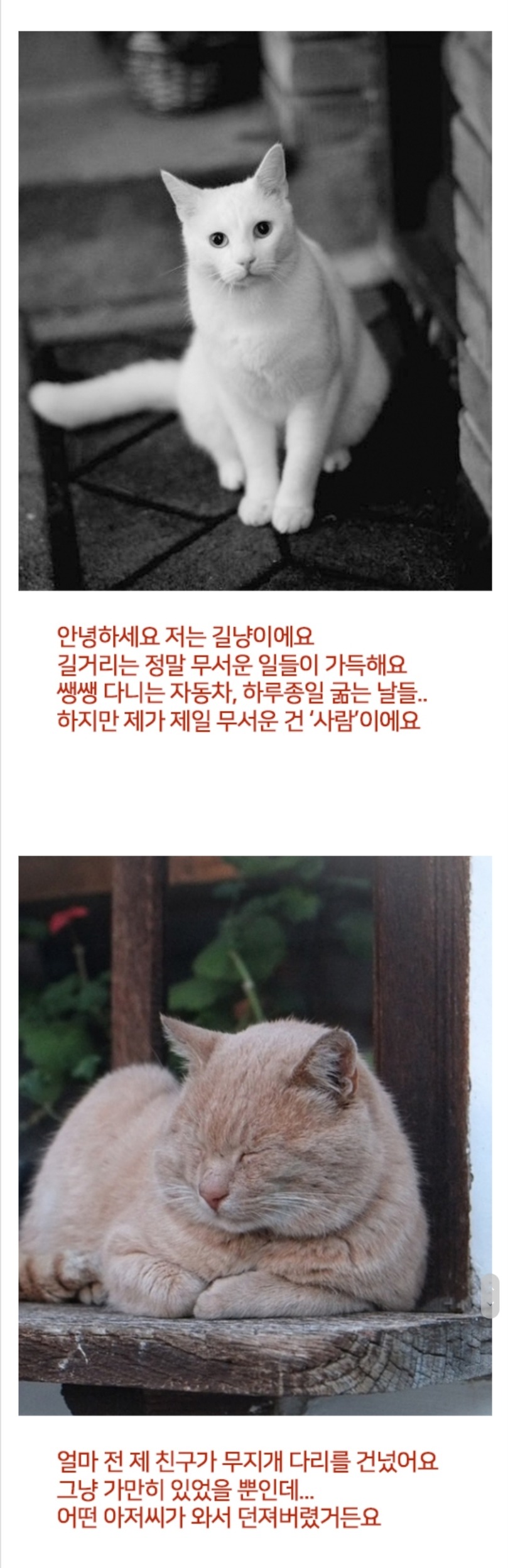 고양이들의 슬픈 고백 | 인스티즈
