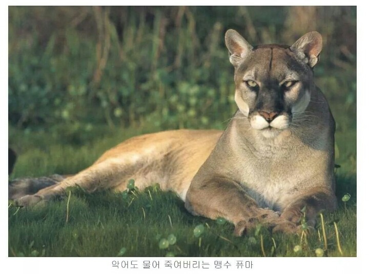 숨길수없는 고양이과의 본능 | 인스티즈