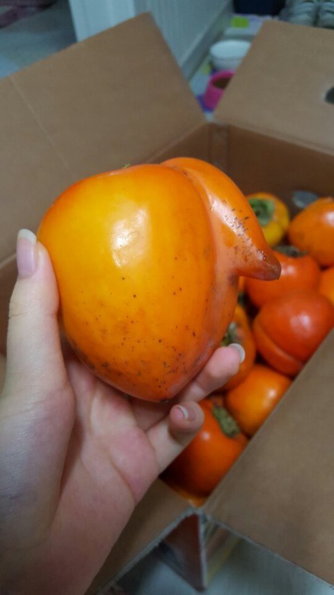 [판] 대봉감을 시켰는데 사기당했네요ㅋㅋㅋ | 인스티즈
