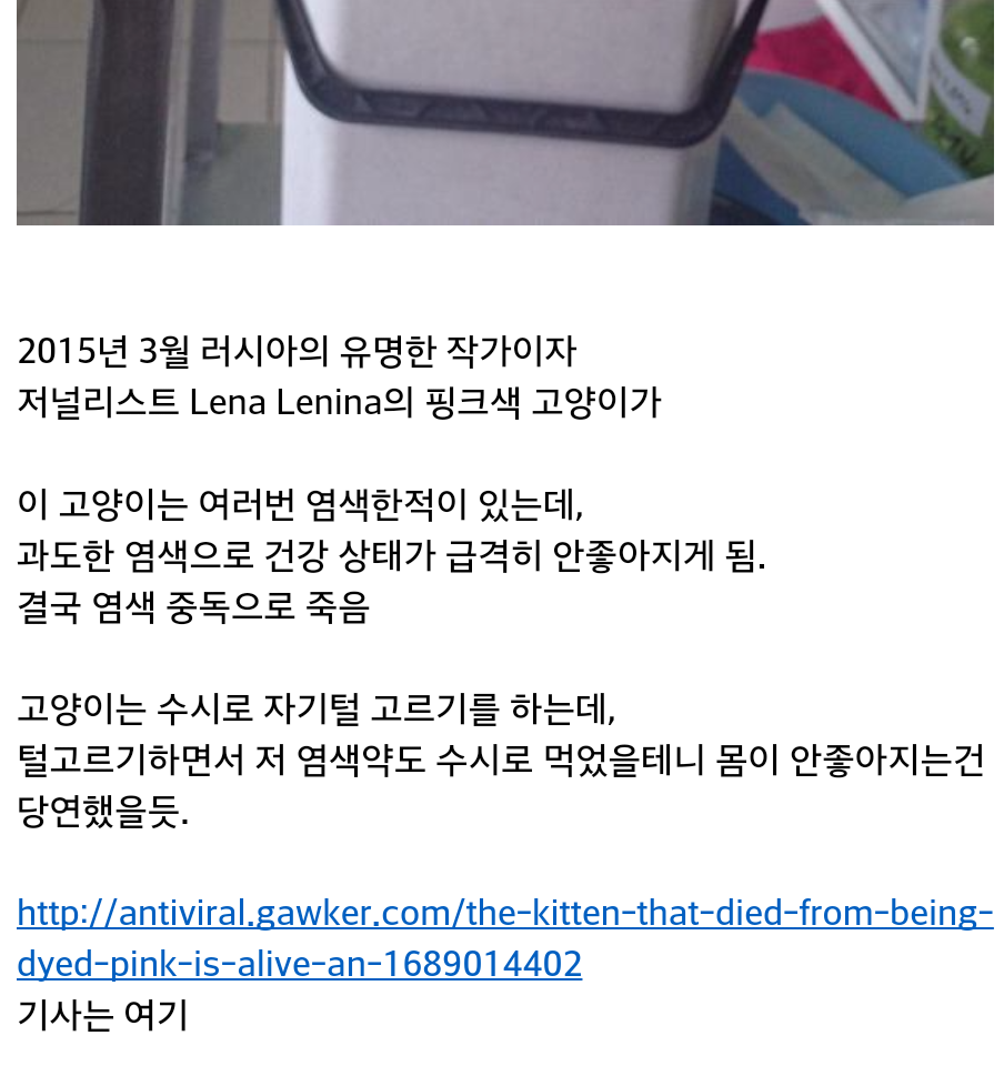 핑크색 고양이의 죽음.jpg | 인스티즈