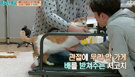 [마리와나] 뚱보냥 호동이 다이어트 시키기 (feat.먼지) | 인스티즈