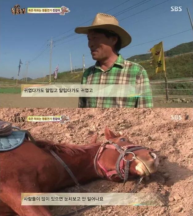 죽은척 하는 말 | 인스티즈