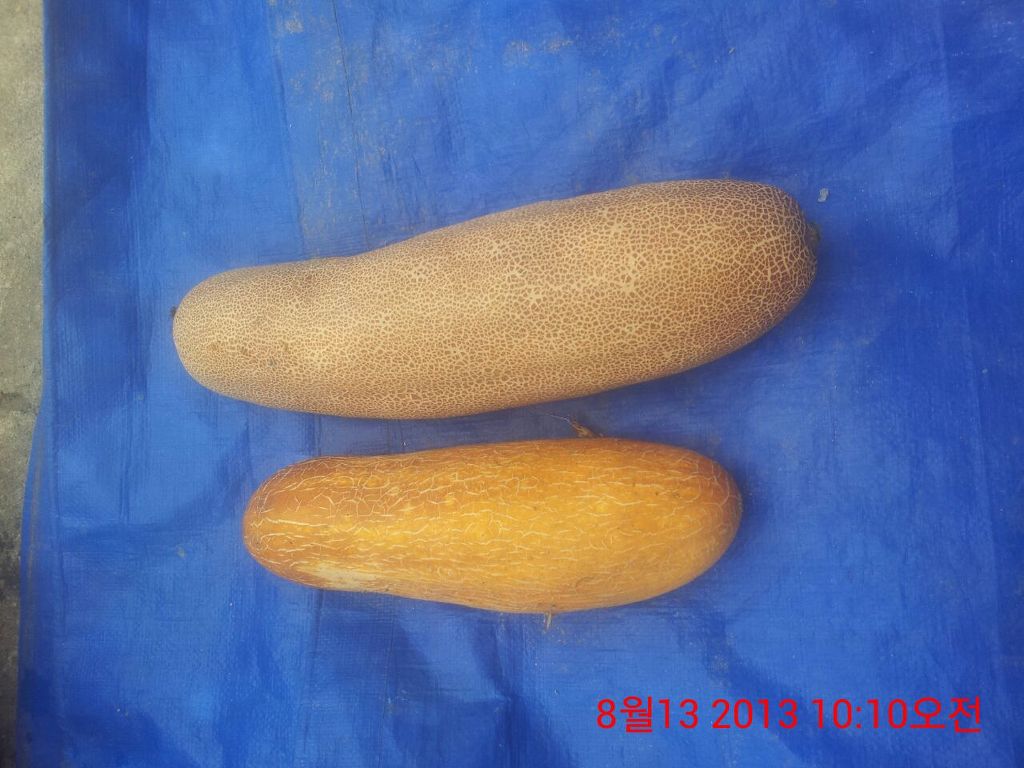 씨오이 이미지