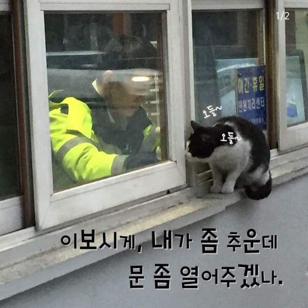 경찰서를 찾아온 고양이.jpg | 인스티즈