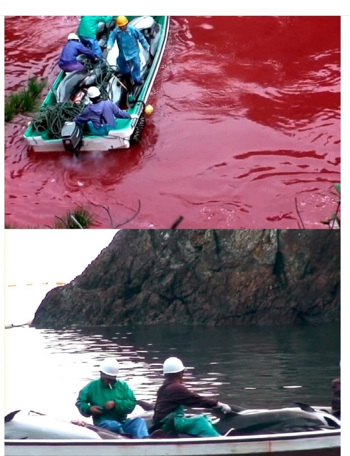 일본의 돌고래사냥 | 인스티즈