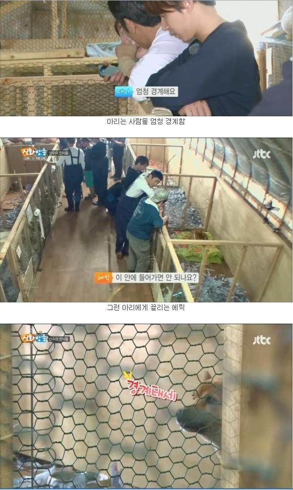 [신화방송] 상처 많은 유기견이 마음 여는 모습이 인상적이었던 방송 | 인스티즈