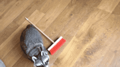 청소하는 너굴맨.gif | 인스티즈