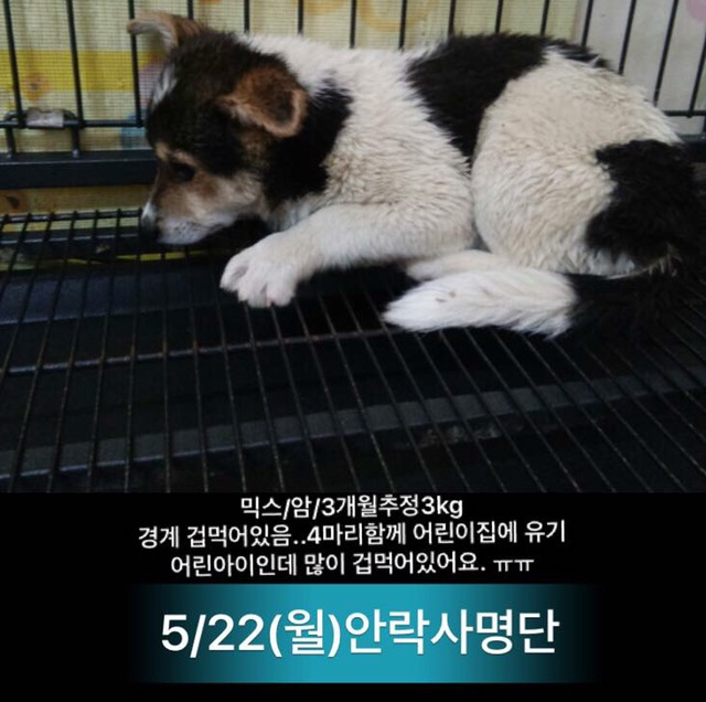 이틀 뒤인 22일 안락사 명단이야.. 너무 이쁜아가들 밖에 없어.. 한번만 도와주라.. | 인스티즈