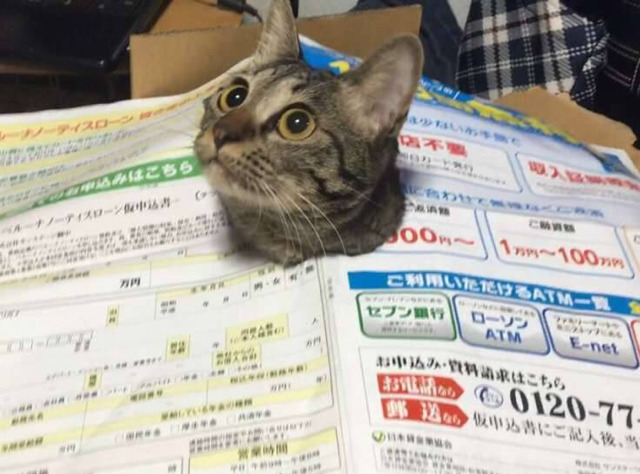 고양이에게 장난 치면 안되는 이유 | 인스티즈