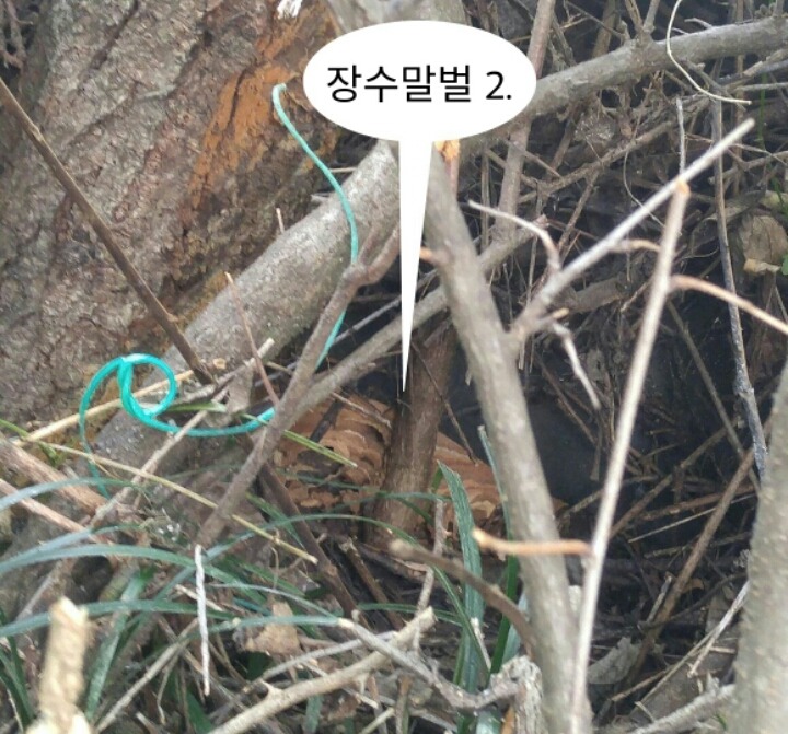 왕대박 이미지
