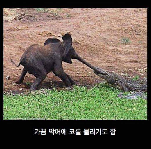 아기코끼리가 물마시는 법 | 인스티즈