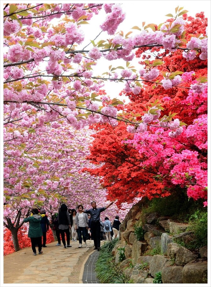전주 완산공원 꽃동산 - 관광객보다 전주 시민들이 더 많이 가는 곳 | 인스티즈