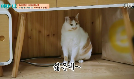 [마리와나] 뚱보냥 호동이 다이어트 시키기 (feat.먼지) | 인스티즈