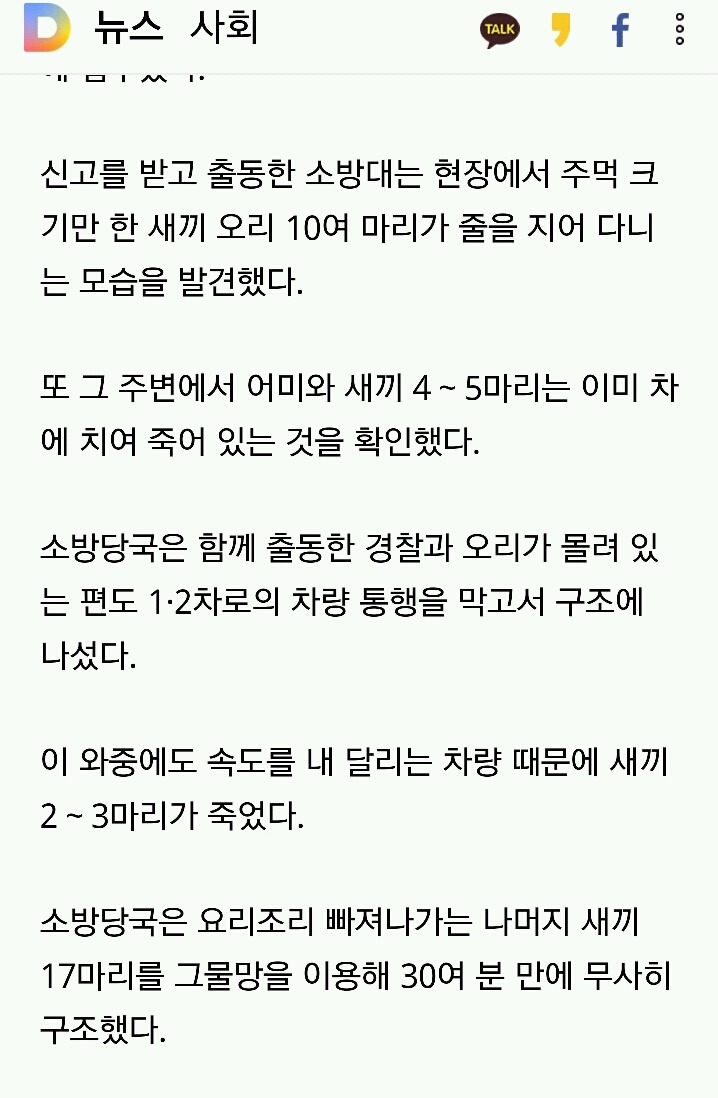 고속도서 오리가족 위험한 나들이..새끼 17마리 구조 | 인스티즈